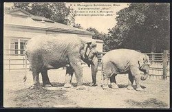 Österreich, Fotopostkarte mit Elefantenpaar im Zoo Schönbrunn bei ...