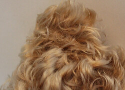 STEIFF-TEDDY "ZOTTY", 60er Jahre, fest gestopft, beige/hellbraunes ...