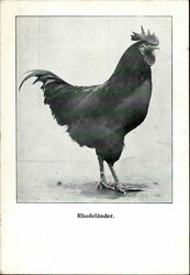 GEFLÜGEL - Werbekarte Probenummer DEUTSCHEN RASSEZÜCHTER BIELEFELD ...