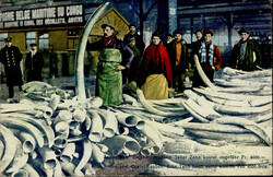 ELFENBEIN - ANTWERPEN Elefantenzähne I