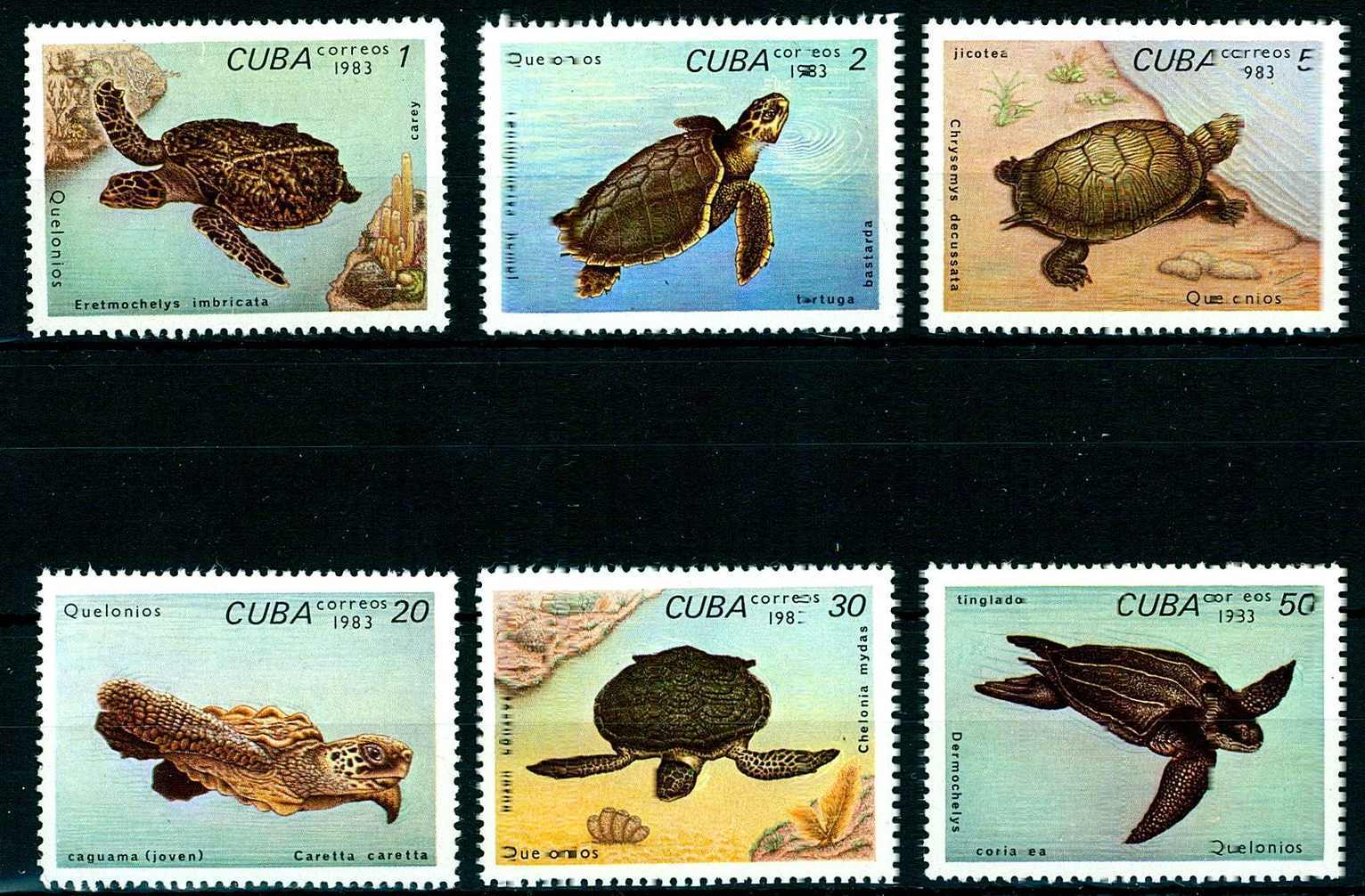 1983, Schildkröten-Satz, turtle.