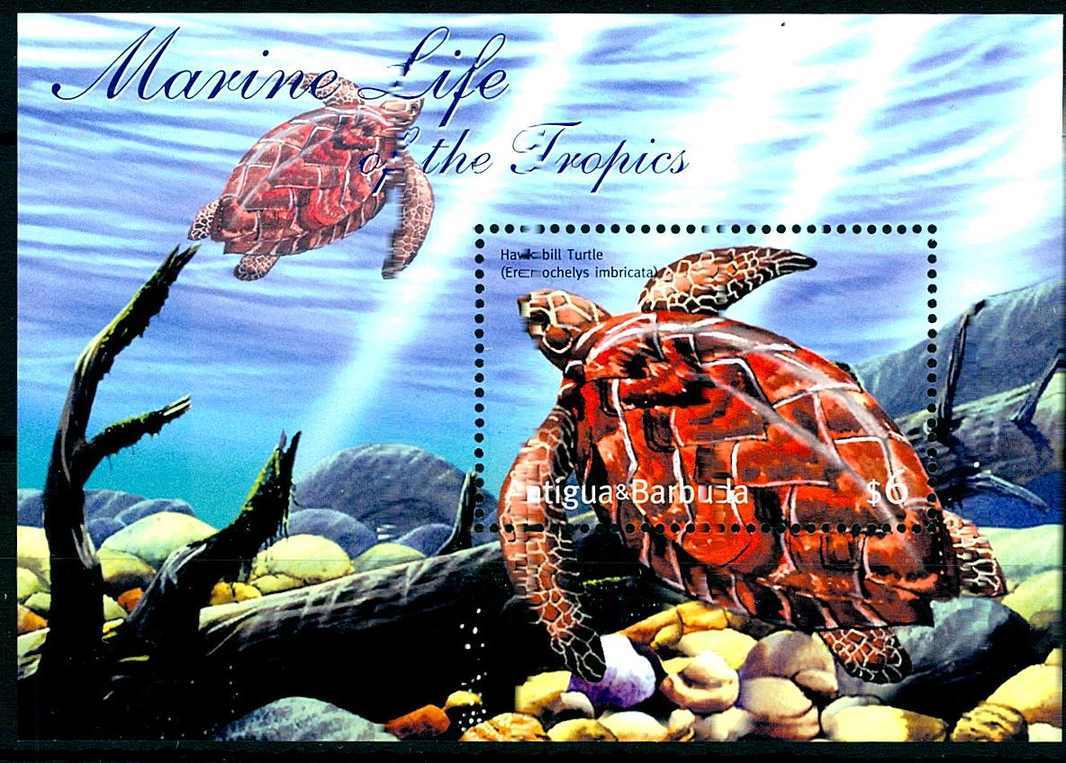 2001, Schildkröten-Block, turtle.
