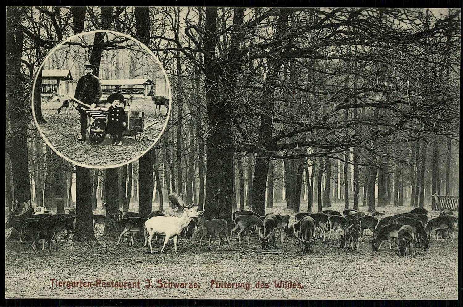 Tiergarten-Restaurant J. Schwarze Hannover-Kleefeld, Fütterung des ...