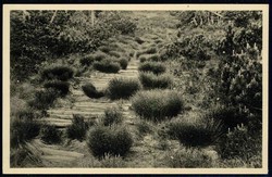 Natur- und Umweltschutz, frühe Karte, hier 'Naturschutzgebiet ...