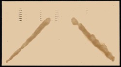 Schmuck-Kuvert zur ersten Amtseinführung Franklin D. Roosevelt 4. ...