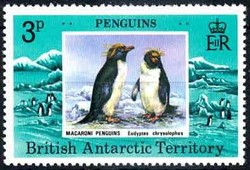 842030: Tiere, Vögel, Pinguine