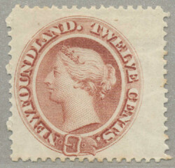 4545: ニューファウンドランド