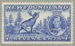 4545: ニューファウンドランド
