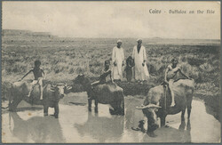 1915 – Allied Forces: Stampless picture post card of 'Buffalos on ...