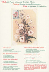 386010: Industry and Economy, Tobacco, Cigarette Advertising
