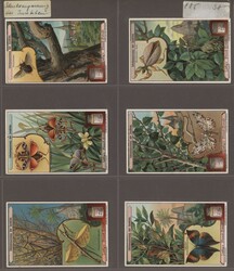 INSEKTEN - Liebig-und Schokoladen-Bilder, über 280 Stück, meist ...