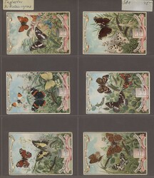 INSEKTEN - Liebig-und Schokoladen-Bilder, über 280 Stück, meist ...