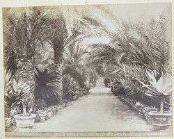 Palermo Fotografia - Viale delle Palme Orto Botanico - Incorpora - 20 ...