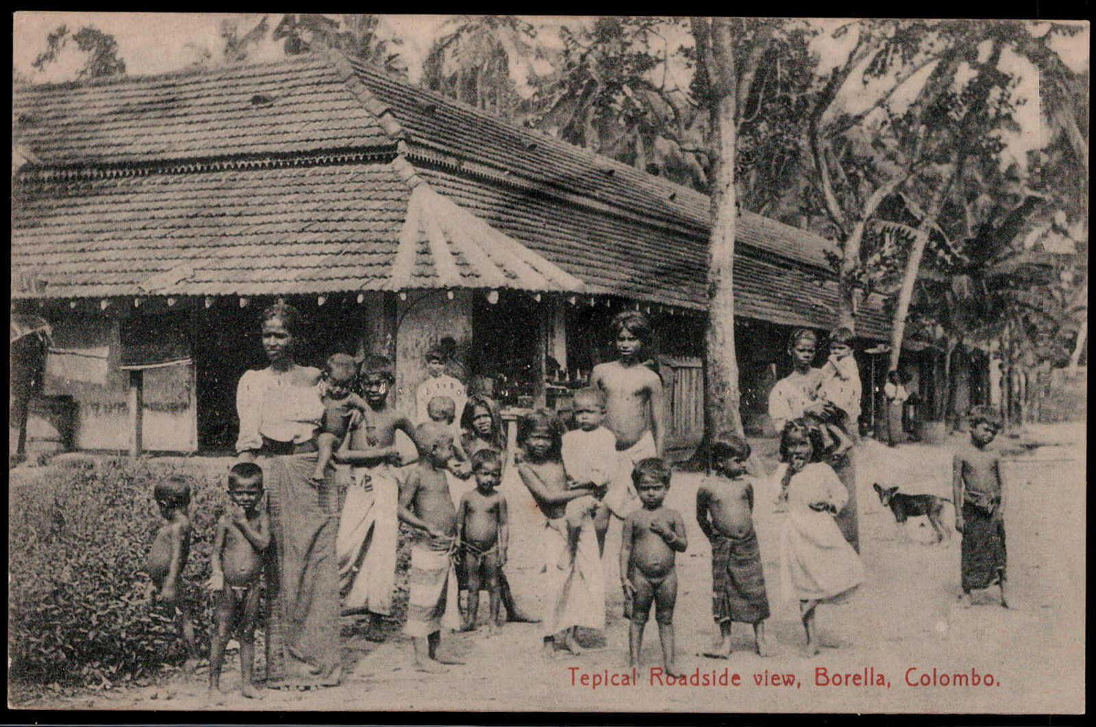 Colombo, Tepical Roadside View um 1910  I-II
