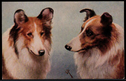 2 Collies um 1920  I-II