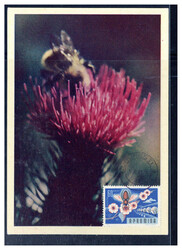 60 B. Bienen.- und Seidenraubenzucht 1963 auf Maxikarte