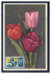 2 L. Papageientulpe 1953 auf farbiger Maxikarte