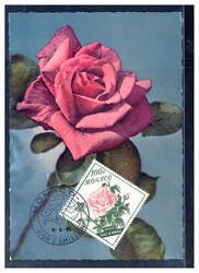 100 Fr. Rose 1959 auf Maxikarte