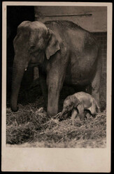 München  W-8000,  Junger indischer Elefant geboren am 8. Mai 1932 ...
