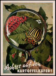 "Achtet auf den Kartoffelkäfer" um 1950  I-II