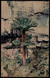 Sabie,  Baumfarren am Wasserfall bei Sabie um 1930  I-II