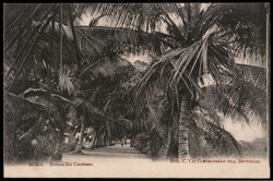 Boma,  Avenue des Cocotiers um 1920  I-II