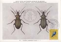 1956, blauer Laufkäfer auf ET-Maximumkarte