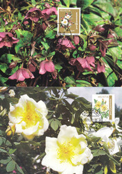 2002, Rosen-Serie, auf 5 MK's mit ET-Stempel