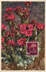 1946, 20Rp. Alpenblumen auf farbiger Foto-MK mit ET-Stempel Zürich