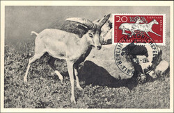 7080: Lots et collections de l’Europe - Maximum postcards