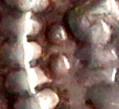 Brakteat o.J.(vor 1241). Lockiger Kopf l. im Wulstreif, links zwei ...