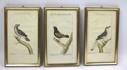 Georges-Louis LECLERC DE BUFFON (1707-1788), handcolorierte Gravuren, ...