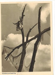 7690: Sammlungen und Posten Zeppelin und Luftpost - Flugpostmarken