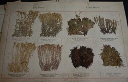 Herbarium - Muster Präparate "Flechten + Moose" alte Original ...