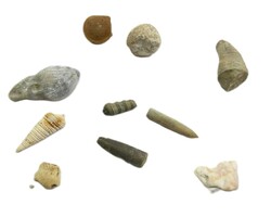850.18: Varia – Fossils