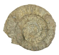 850.18: Varia – Fossils