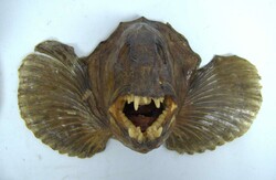 Lot Jagdliches, dabei 2 Geweihe auf Holzplatte