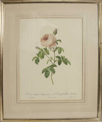 Antiker Druck Pierre-Joseph Redouté "Rosa Rose", hinter Glas gerahmt ...