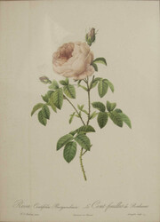 Antiker Druck Pierre-Joseph Redouté "Rosa Rose", hinter Glas gerahmt ...