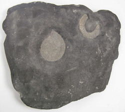 Fossil eines Ammoniten mit Versteinerungen. Maße ca. 31,5 cm, x 27,5 ...