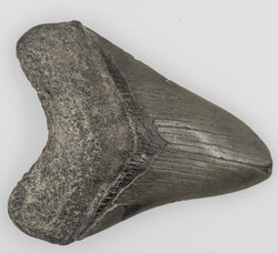 Fossils, Megalodon tooth, approx. 11 cm x approx. 8.5 cm.