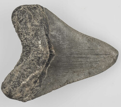Fossils, Megalodon tooth, approx. 11 cm x approx. 8.5 cm.