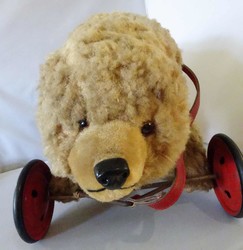 700.20: Teddies