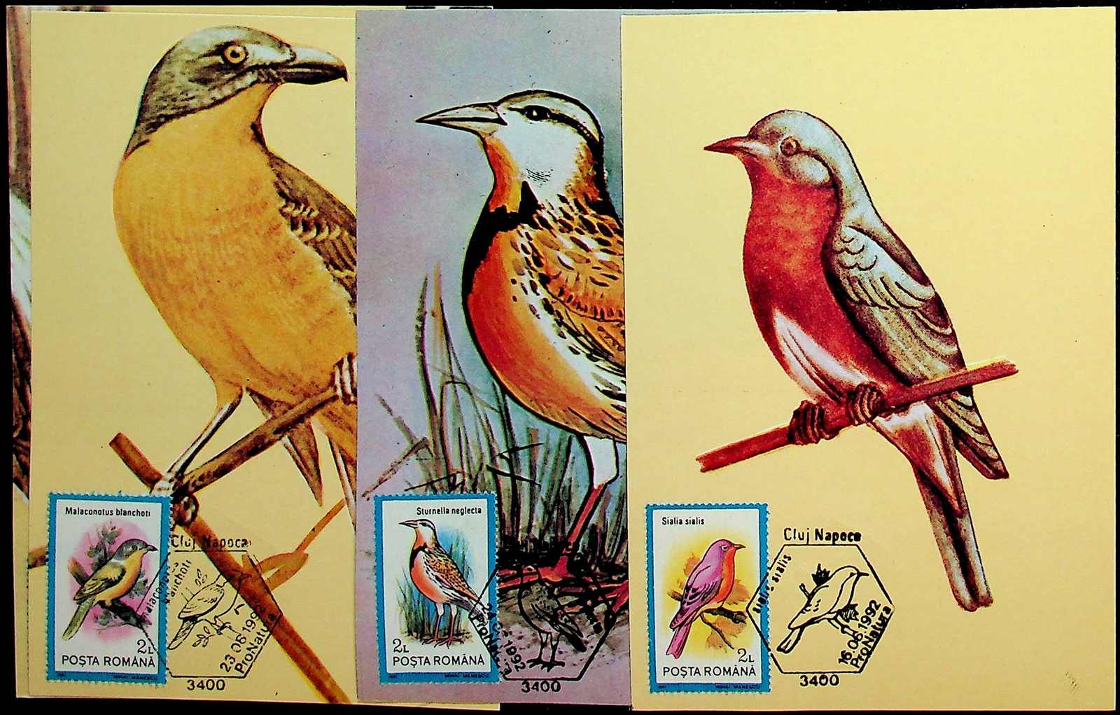Rumänien, 1991, Vögel (ex. Blöcke) 24 versch. Maximumkarten alle m ...