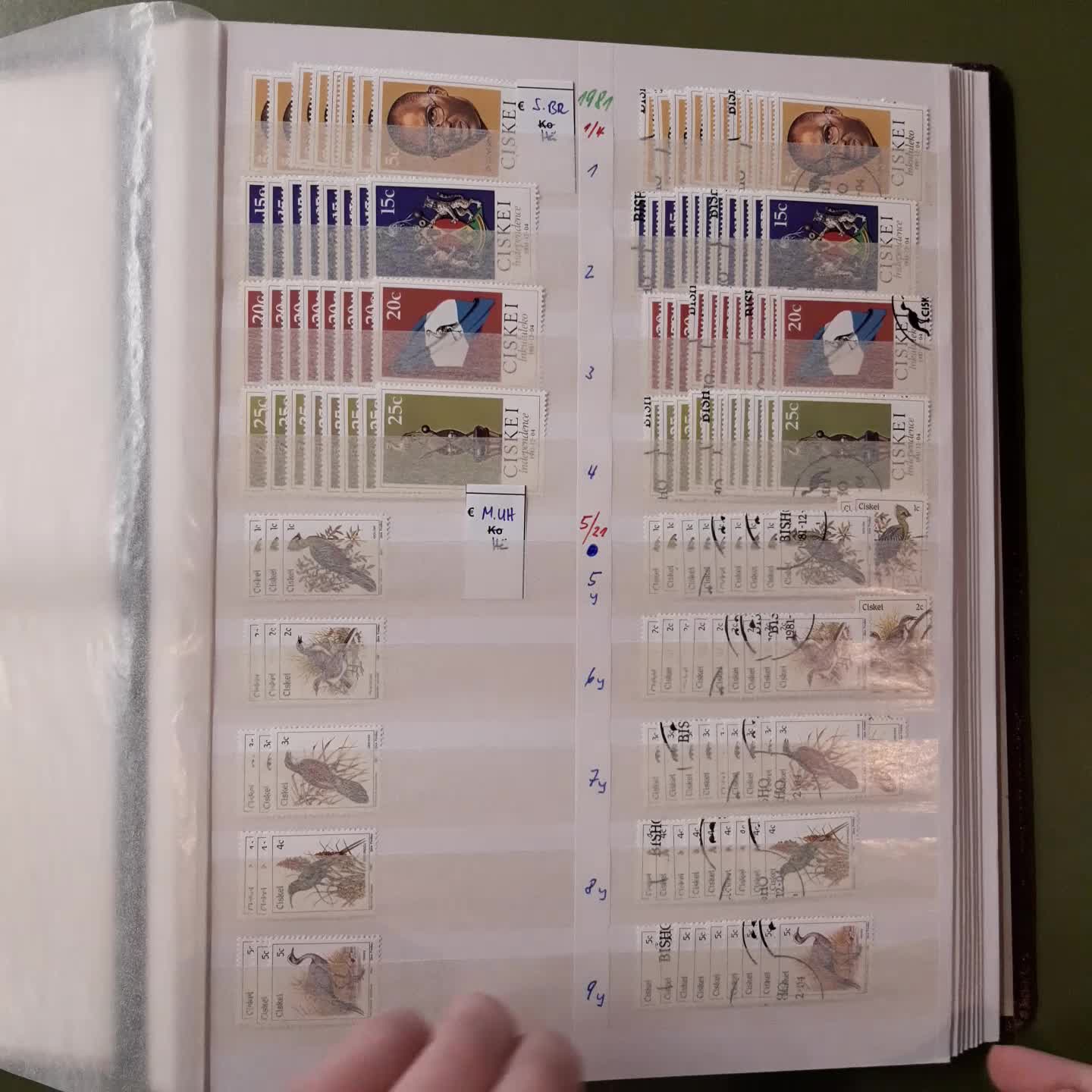 CISKEI - meist ** Händlerlager ab 1981 im Klemmbinder, hier fast ...