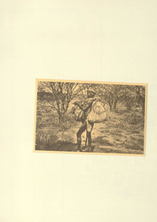 185: German Southwest Africa - Collections