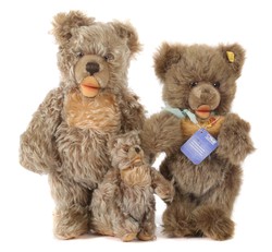 700.20: Teddies