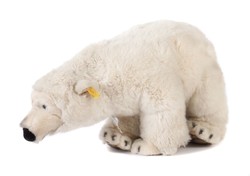 700.20: Teddies