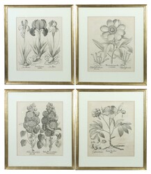 Besler, Basilius Nürnberg 1561 - 1629, war ein deutscher Apotheker, ...