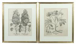 Besler, Basilius Nürnberg 1561 - 1629, war ein deutscher Apotheker, ...